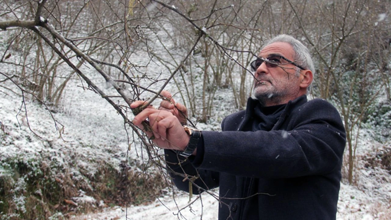 Fındık Üreticileri Endişeli: Fındıkta Endişe Verici Durum!