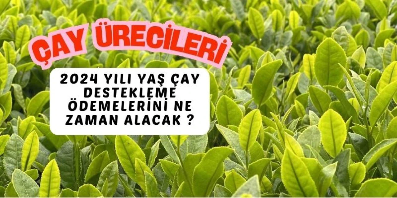 Çay üreticileri, 2024 yılı yaş çay destekleme ödemelerini Mart ayında alacak.