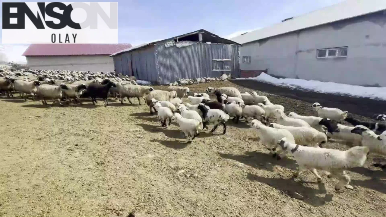 Erzurum'da yüzlerce kuzu anneleri ile buluştu