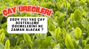 Çay üreticileri, 2024 yılı yaş çay destekleme ödemelerini Mart ayında alacak.