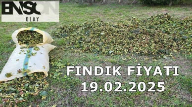 Fındık Fiyatı 19 Şubat 2025 Çarşamba