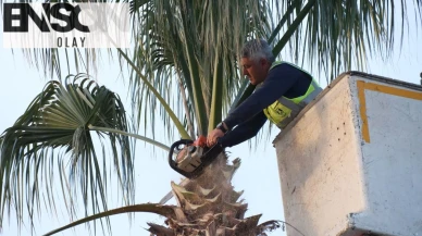 Bodrum Belediyesinden ağaç budama çalışması