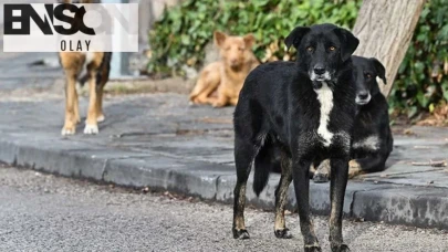 Diyarbakır'da sahipsiz köpek saldırısı: 3 yaralı