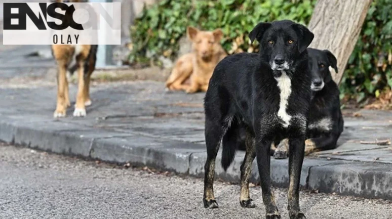 Diyarbakır'da sahipsiz köpek saldırısı: 3 yaralı